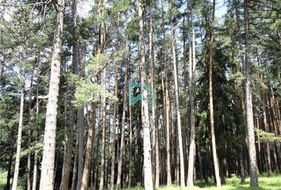 Teren Poiana Angelescu, Sacele, Brasov - 16