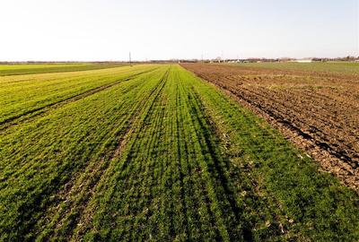 Teren intravilan de 5000 mp, în Tămășeu - 1