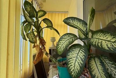 Apartament cu 2 camere semidecomandat, mobilat în Abator - 13