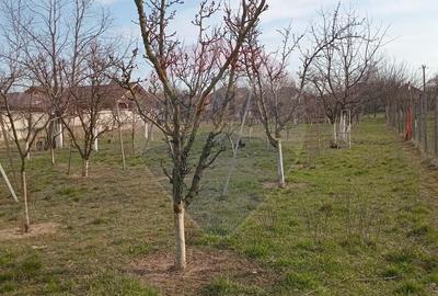 Teren Construcții intravilan de 2954 mp, în Vladimirescu - 2