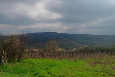 Teren Construcții intravilan de 46000 mp, în Dorobanț - 3