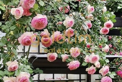 IANCU NICOLAE/ GRADINA SUPERBA/LOCURI DE PARCARE/SPATII GENEROASE - 52