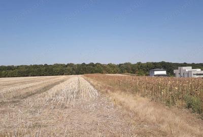 Teren de 5800 mp, în Moara Vlăsiei - 4