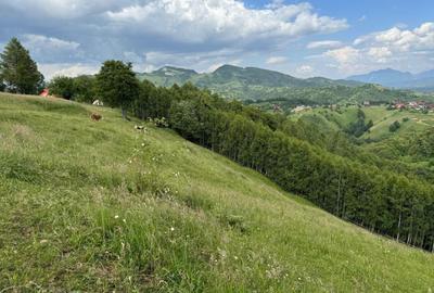 Teren inconjurat de natura de vanzare in Pestera - 7