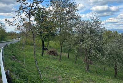 Spațiu comercial, în Sârbi - 2