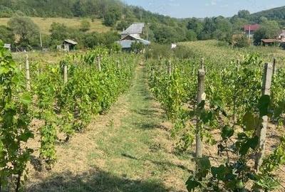 Casă cu 5 camere în Carcadiești - 8