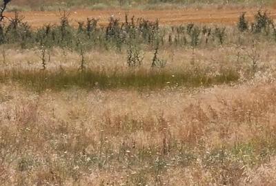 Teren de 517 mp, în Techirghiol - 4