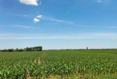Casă cu 2 camere în Voivozi (Șimian) - 5