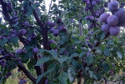 Spațiu comercial, în Fedeleșeni - 6