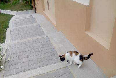 Se vinde intreaga gospodarie situata in satul Totea de Hurezani, judetul Gorj - 4