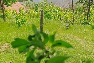 ID 7852 Teren pentru casa - Strada Orizontului - 2