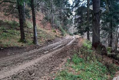 Teren agricol extravilan de 2500 mp, în Alexandru cel Bun - 5