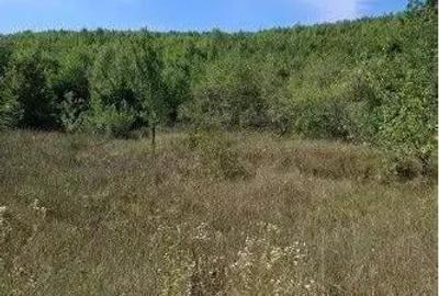 Teren extravilan Sotanga, ID: R2590381 - 8