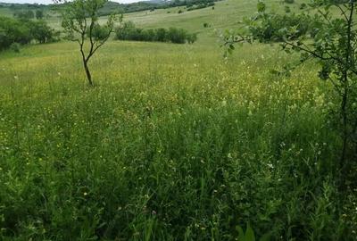 Teren de 4777 mp, în Posești - 3