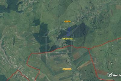 29.000 mp padure in Padureni (Chinteni), 100% material lemnos - 1