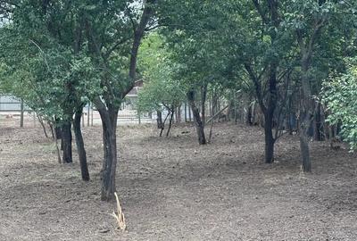 Casa Ciochina, Ialomi?a, 4 camere, 1644mp teren - 6