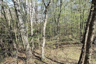 Teren de 5000 mp, în Valea Danului - 5