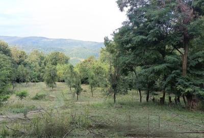 Teren 5000 mp la 3 km de barajul Paltinu, Sotrile,Prahova - 9