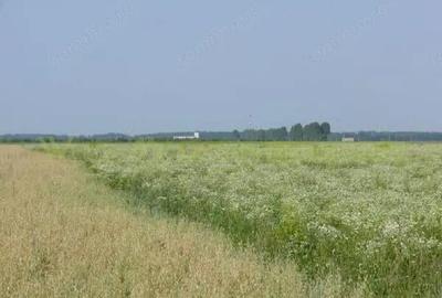 Teren de 70000 mp, în Central - 6