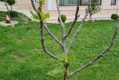 Cumpana / vila super finisaje - 2