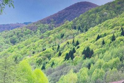 Casă individuală cu 10 camere cu Canalizare în Marga - 16