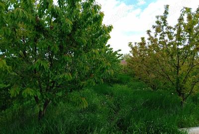 Casa Teremia Mare SI plantatie - 1