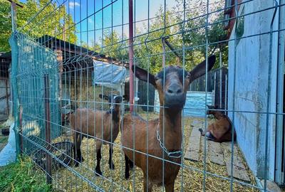 Casă cu 6 camere cu Teren 1000 Mp în Bucium