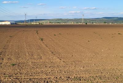 Teren de 5760 mp, în Letea Veche - 6