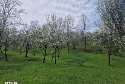 Teren de 12000 mp, în Ghioșești - 3