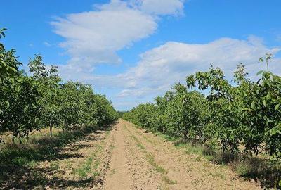 Teren de 140000 mp, în Bucov - 7