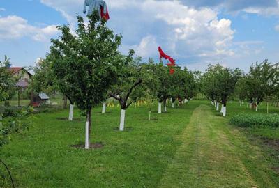 Casă cu 4 camere în Giarmata - 2