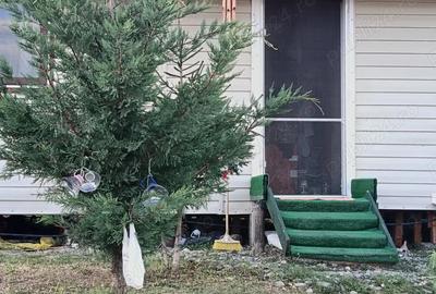 Casă cu 2 camere cu Teren 1400 Mp în Tutana - 9