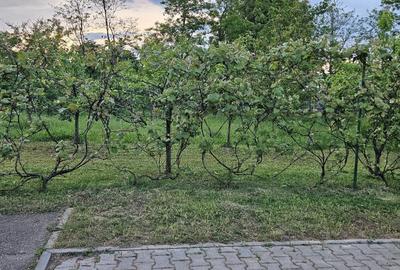 Spațiu comercial, de 450 mp, în Vorona - 10