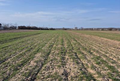 Teren de 5000 mp, în Gulia - 8