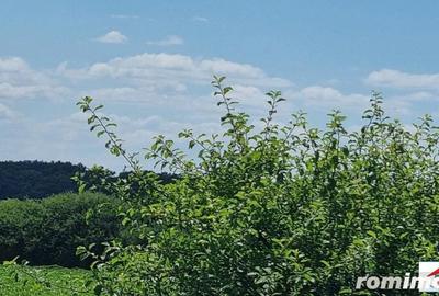 Teren de 10000 mp, în Dorolț - 6