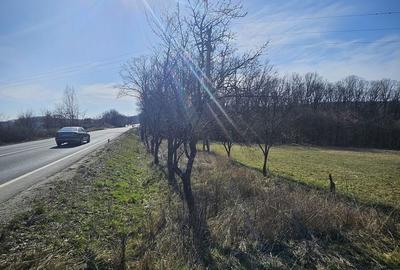 Teren de 10600 mp, în Hidiș - 6