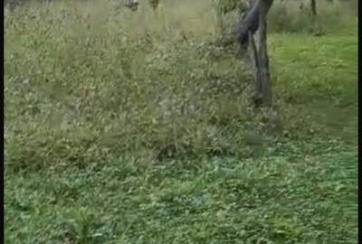 Tere de vanzare intravilan, Tomsani, Valcea. - 5