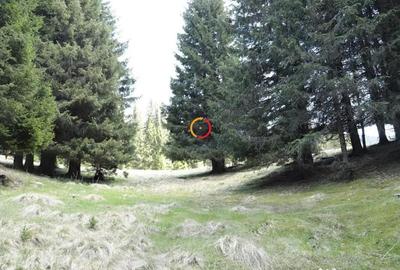 Teren de 50000 mp, în Pietroșița - 1