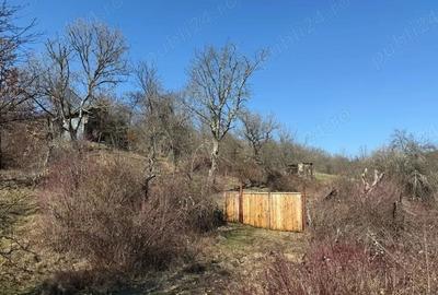 Casă cu 3 camere cu Teren 8000 Mp în Dumbrăvița - 4