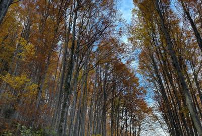 Sinaia,. 70 e/mp ! Teren 500 mp, d 17m, cc, urb P+2e - 3