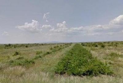 Teren de 6390 mp, în Cernătești - 8