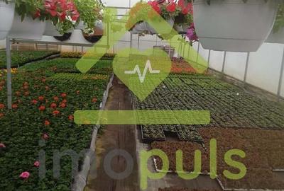 ? Teren intravilan in Jupani (Timis), 10,19 Euro/mp.? - 11