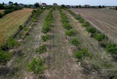 Vanzare teren 9654 mp, deschidere 27m, comuna Dobra, sat Dobra - 6