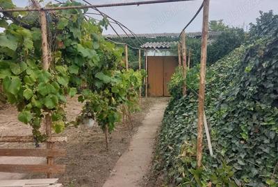 Casă cu 3 camere în Biled - 6