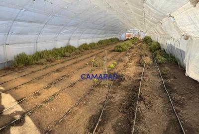 Teren intravilan vanzare - 2.750 mp – Darvari/Tamadalu Mare (judetul Calarasi) - 6