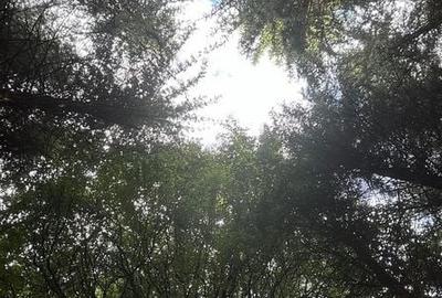 Teren de 1000 mp, în Arefu