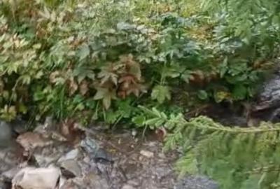 Teren Construcții intravilan de 6000 mp, în Ortoaia - 3