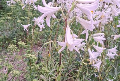 Casă cu 4 camere în Roman - 1