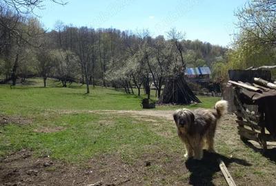Teren de 2600 mp, în Mosoroasa - 1