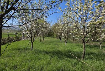 Spațiu comercial, în Mâsca - 2